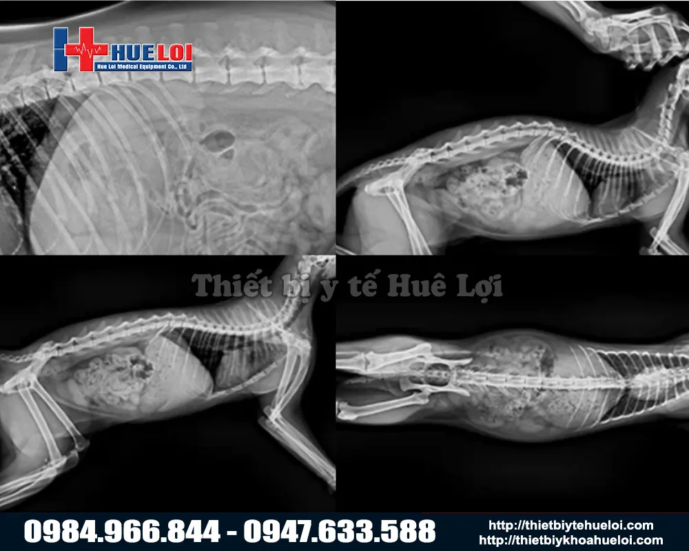 Phim chụp chất lượng sắc nét từ máy X quang chẩn đoán thú y cố định