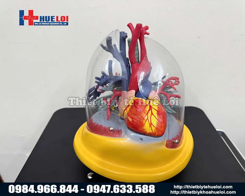 Mô hình tim phổi và các mạch máu lớn