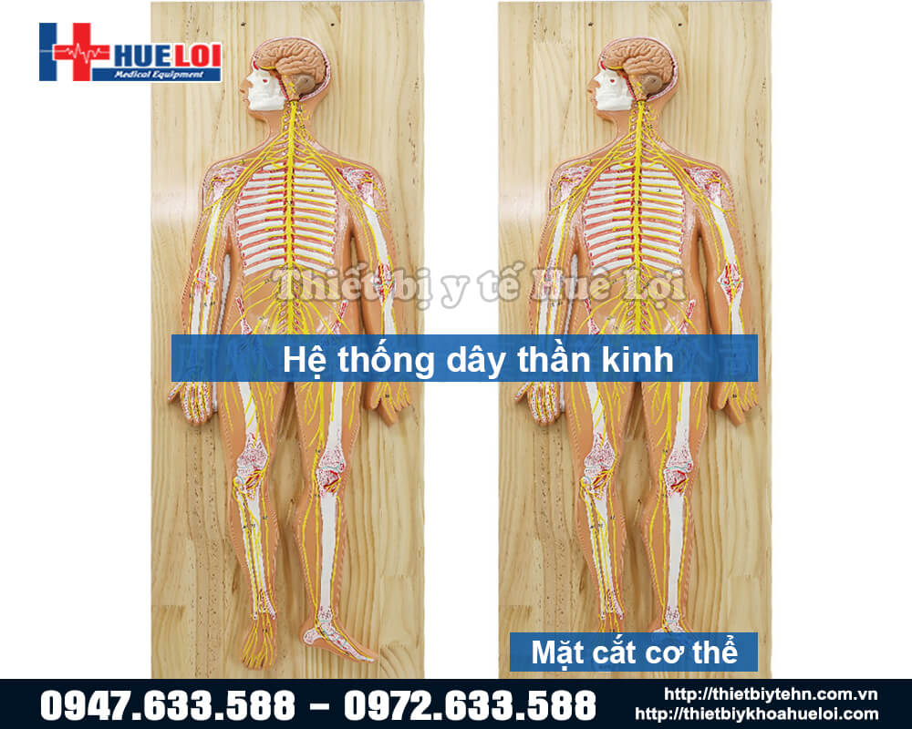 Mô hình cấu trúc hệ thần kinh cơ thể người