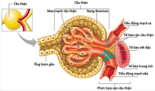 Thông tin về Giải phẫu Cầu thận