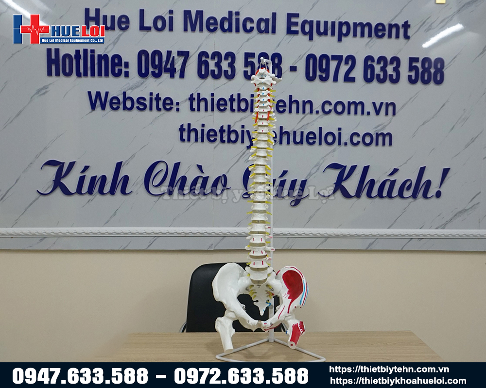 Mô hình cột sống khung chậu dài 83cm