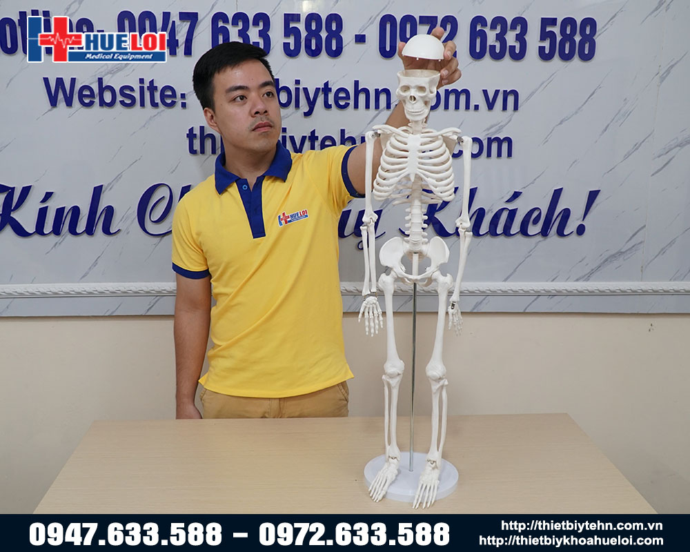 Mô hình xương cơ thể người chiều cao 85cm