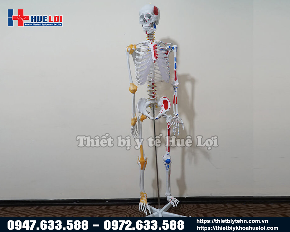 Mô hình xương người kèm rễ thần kinh và dây chằng quanh các khớp (170cm)