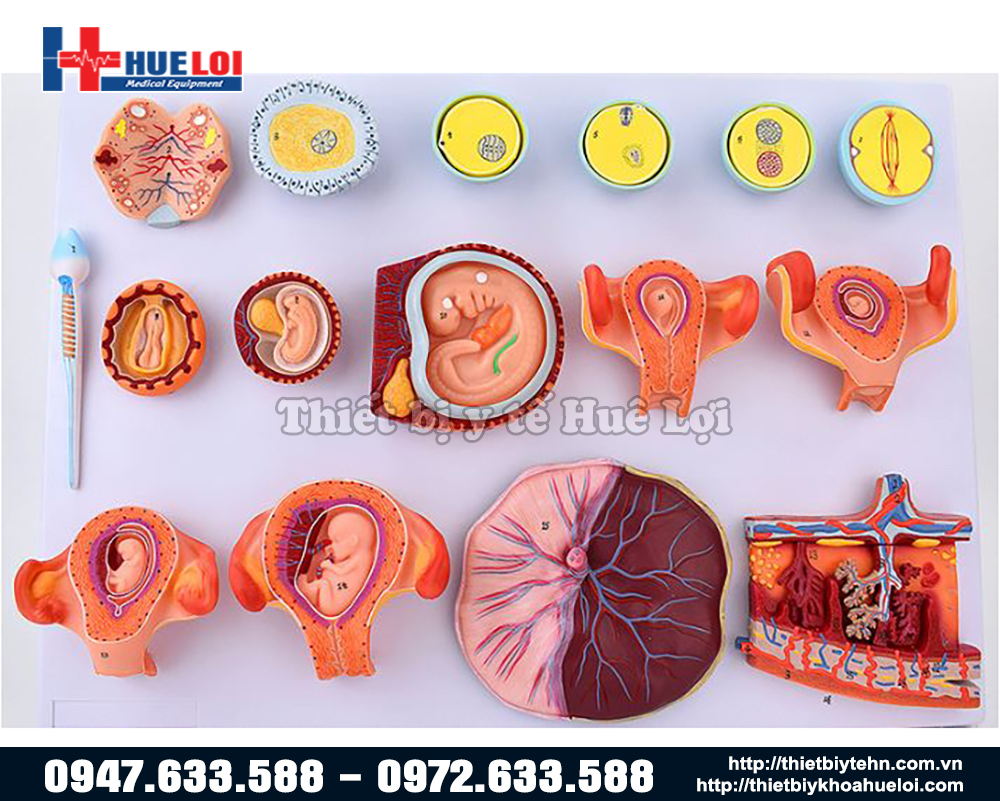 Mô hình sự phát triển của thai kỳ qua các giai đoạn